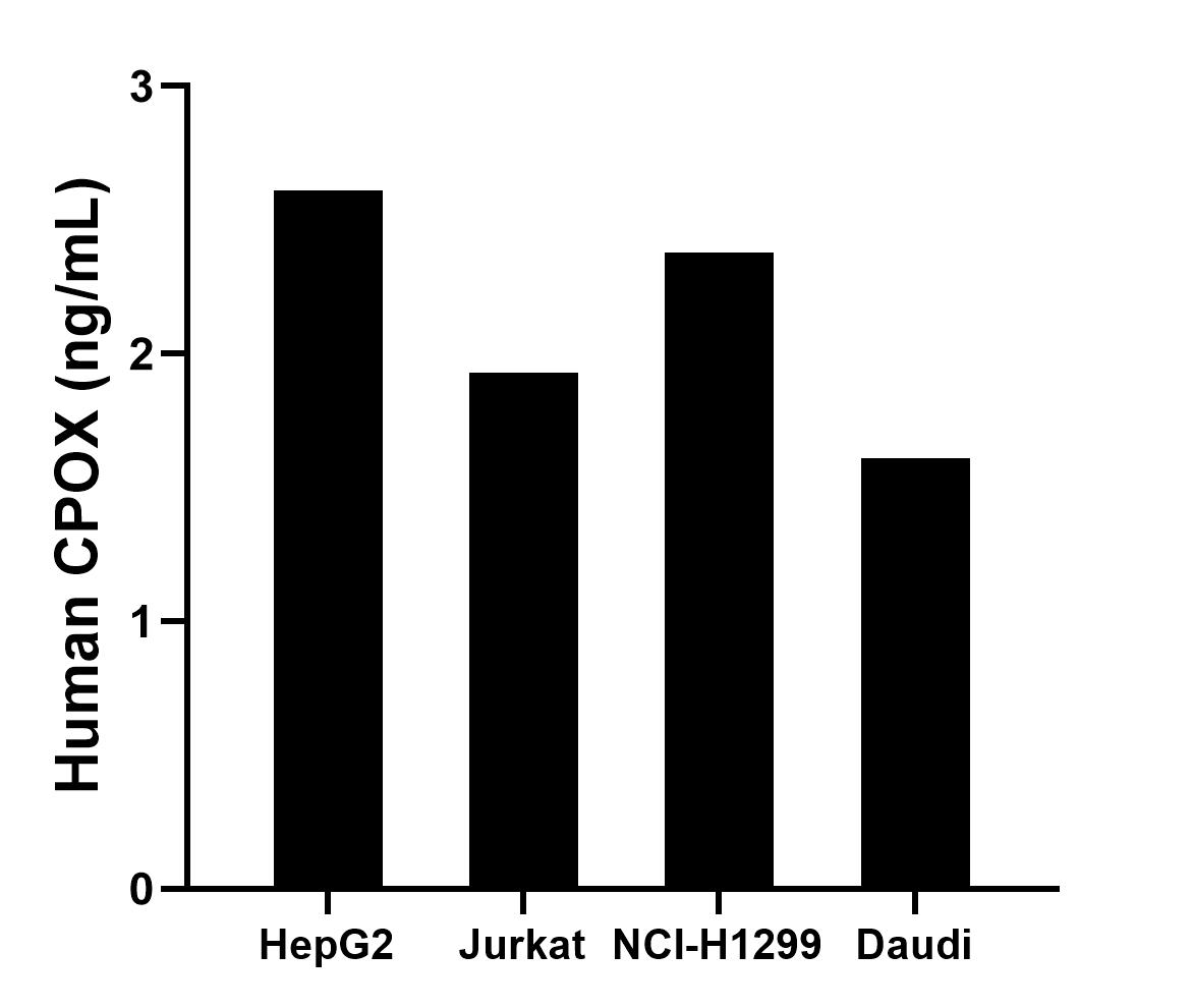 The mean CPOX concentration was determined to be 2.61 ng/mL in HepG2 cell extract based on a 1.20 mg/mL extract load, 1.93 ng/mL in Jurkat cell extract based on a 1.20 mg/mL extract load, 2.38 ng/mL in NCI-H1299 cell extract based on a 2.70 mg/mL extract load and 1.61 ng/mL in Daudi cell extract based on a 1.10 mg/mL extract load.