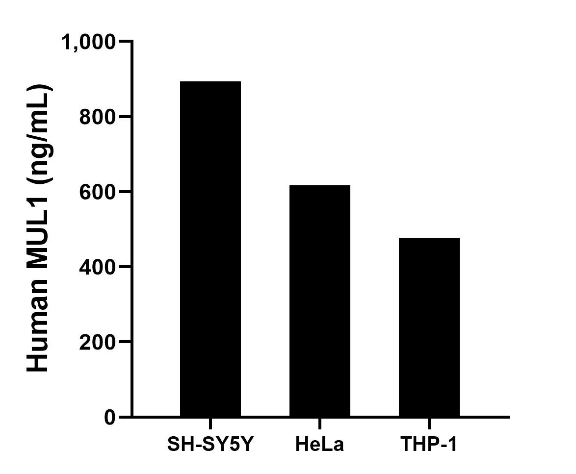 The mean MUL1 concentration was determined to be 893.20 ng/mL in SH-SY5Y cell extract based on a 1.2 mg/mL extract load, 617.00 ng/mL in HeLa cell extract based on a 1.2 mg/mL extract load and 477.35 ng/mL in THP-1 cell extract based on a 1.2 mg/mL extract load. Sandwich ELISA sample test of MP02942-1