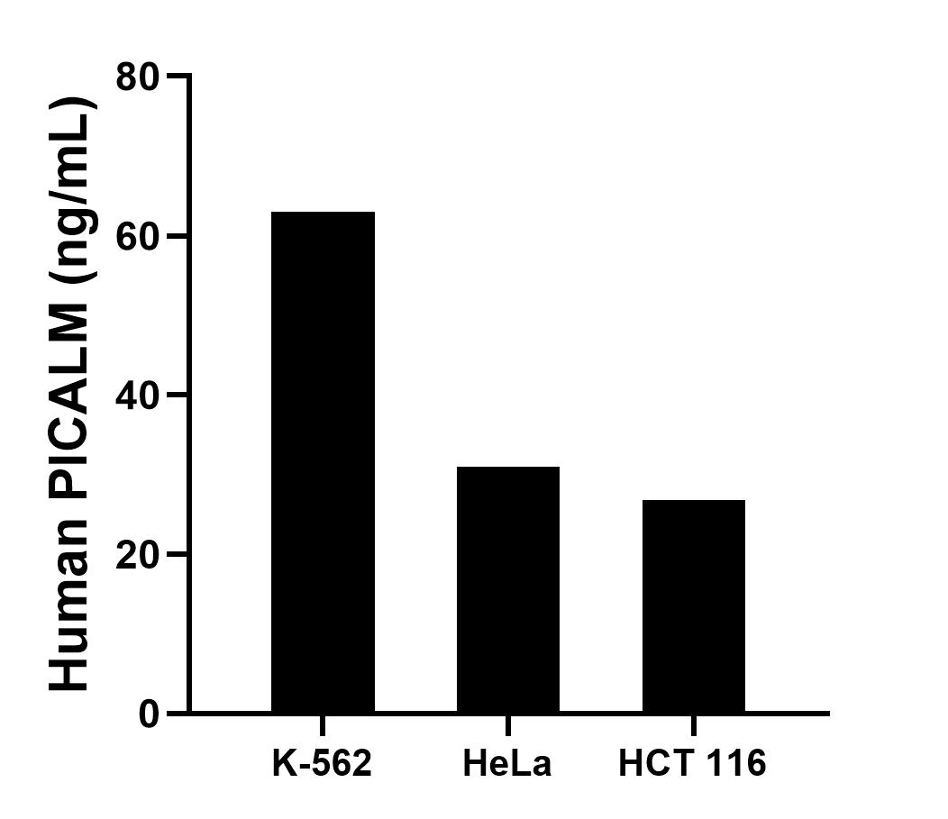 The mean PICALM concentration was determined to be 63.00 ng/mL in K-562 cell extract based on a 1.20 mg/mL extract load, 31.01 ng/mL in HeLa cell extract based on a 1.20 mg/mL extract load and 26.77 ng/mL in HCT 116 cell extract based on a 1.30 mg/mL extract load. The mean PICALM concentration was determined to be 63.00 ng/mL in K-562 cell extract based on a 1.20 mg/mL extract load, 31.01 ng/mL in HeLa cell extract based on a 1.20 mg/mL extract load and 26.77 ng/mL in HCT 116 cell extract based on a 1.30 mg/mL extract load.