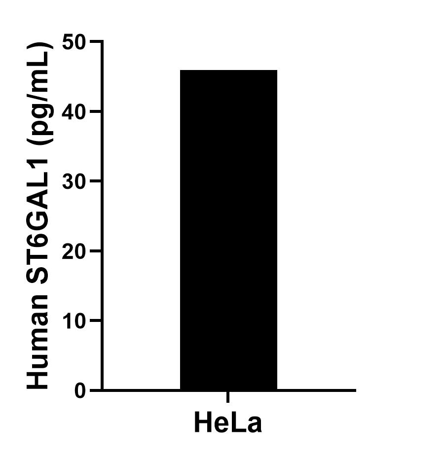 HeLa were cultured in DMEM supplemented with 10% fetal bovine serum, 2.5 mM L-glutamine, 100 U/mL penicillin, and 100 μg/mL streptomycin sulfate. An aliquot of the cell culture supernate was removed, assayed for human ST6GAL1, and measured 46.0 pg/mL.
