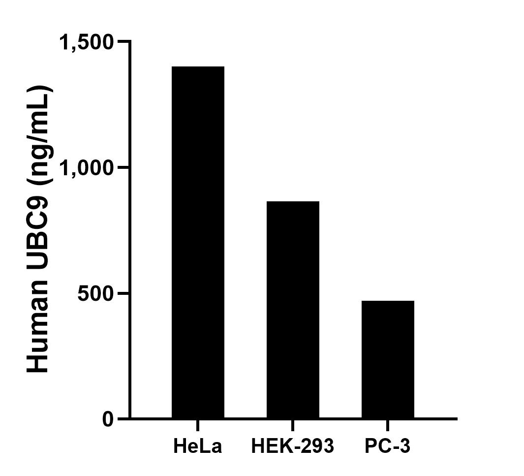 The mean UBC9 concentration was determined to be 1,402.28 ng/mL in HeLa cell extract based on a 1.2 mg/mL extract load, 865.21 ng/mL in HEK-293 cell extract based on a 1.2 mg/mL extract load and 468.32 ng/mL in PC-3 cell extract based on a 1.2 mg/mL extract load.
