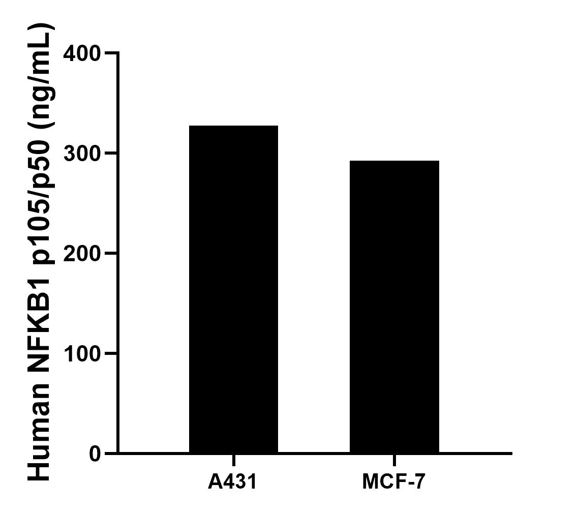 The mean NFKB1 p105/p50 concentration was determined to be 327.72 ng/mL in A431 cell extract based on a 1.20 mg/mL extract load and 292.40 ng/mL in MCF-7 cell extract based on a 1.20 mg/mL extract load. The mean NFKB1 p105/p50 concentration was determined to be 327.72 ng/mL in A431 cell extract based on a 1.20 mg/mL extract load and 292.40 ng/mL in MCF-7 cell extract based on a 1.20 mg/mL extract load.