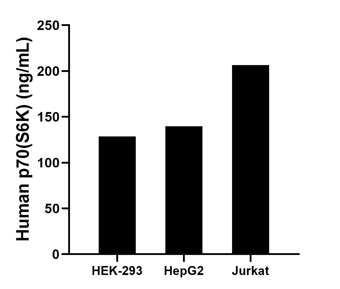 The mean p70(S6K) concentration was determined to be 128.81 ng/mL in HEK-293 cell extract based on a 1.2 mg/mL extract load, 139.58 ng/mL in HepG2 cell extract based on a 1.2 mg/mL extract load and 206.44 ng/mL in Jurkat cell extract based on a 1.2 mg/mL extract load. The mean p70(S6K) concentration was determined to be 128.81 ng/mL in HEK-293 cell extract based on a 1.2 mg/mL extract load, 139.58 ng/mL in HepG2 cell extract based on a 1.2 mg/mL extract load and 206.44 ng/mL in Jurkat cell extract based on a 1.2 mg/mL extract load.