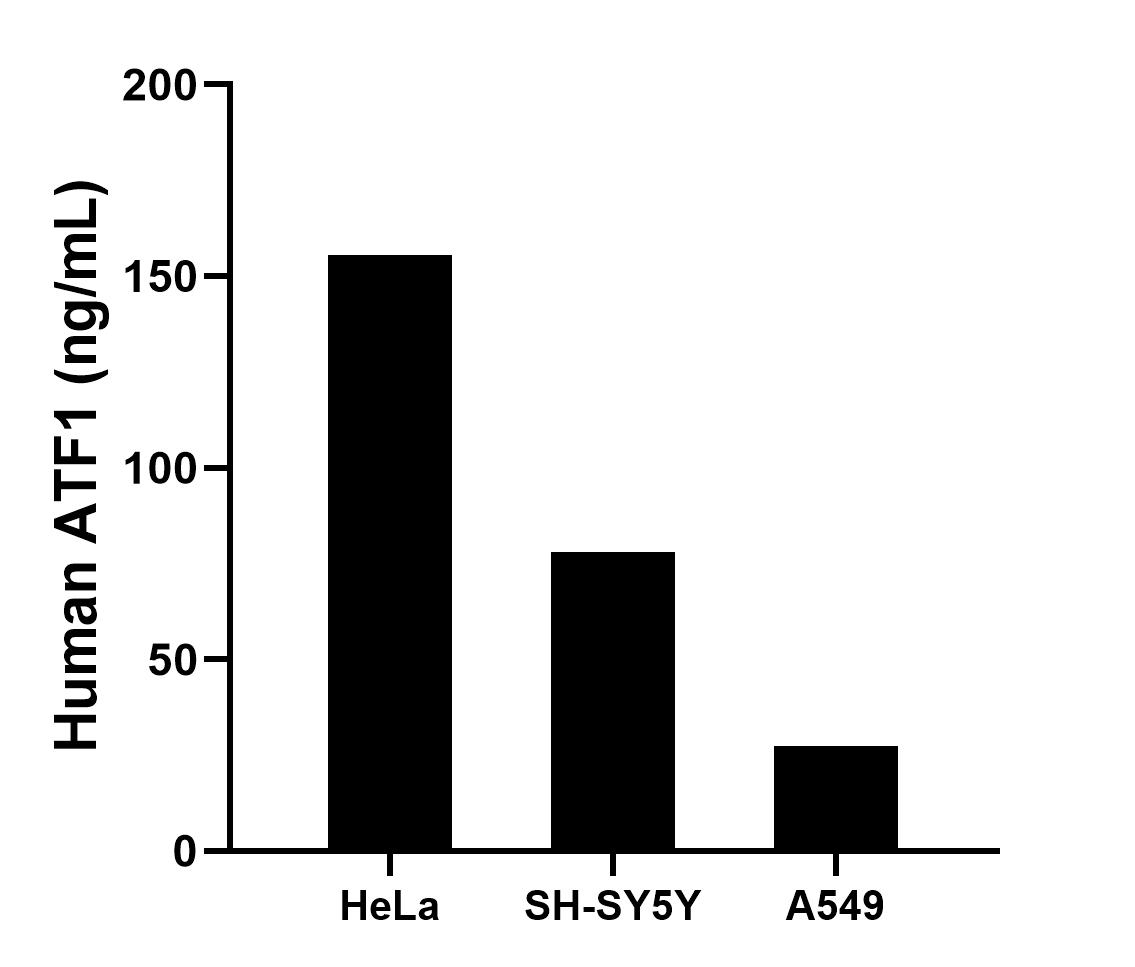 The mean ATF1 concentration was determined to be 155.59 ng/mL in HeLa cell extract based on a 1.2 mg/mL extract load, 78.17 ng/mL in SH-SY5Y cell extract based on a 1.2 mg/mL extract load and 27.49 ng/mL in A549 cell extract based on a 1.2 mg/mL extract load.	