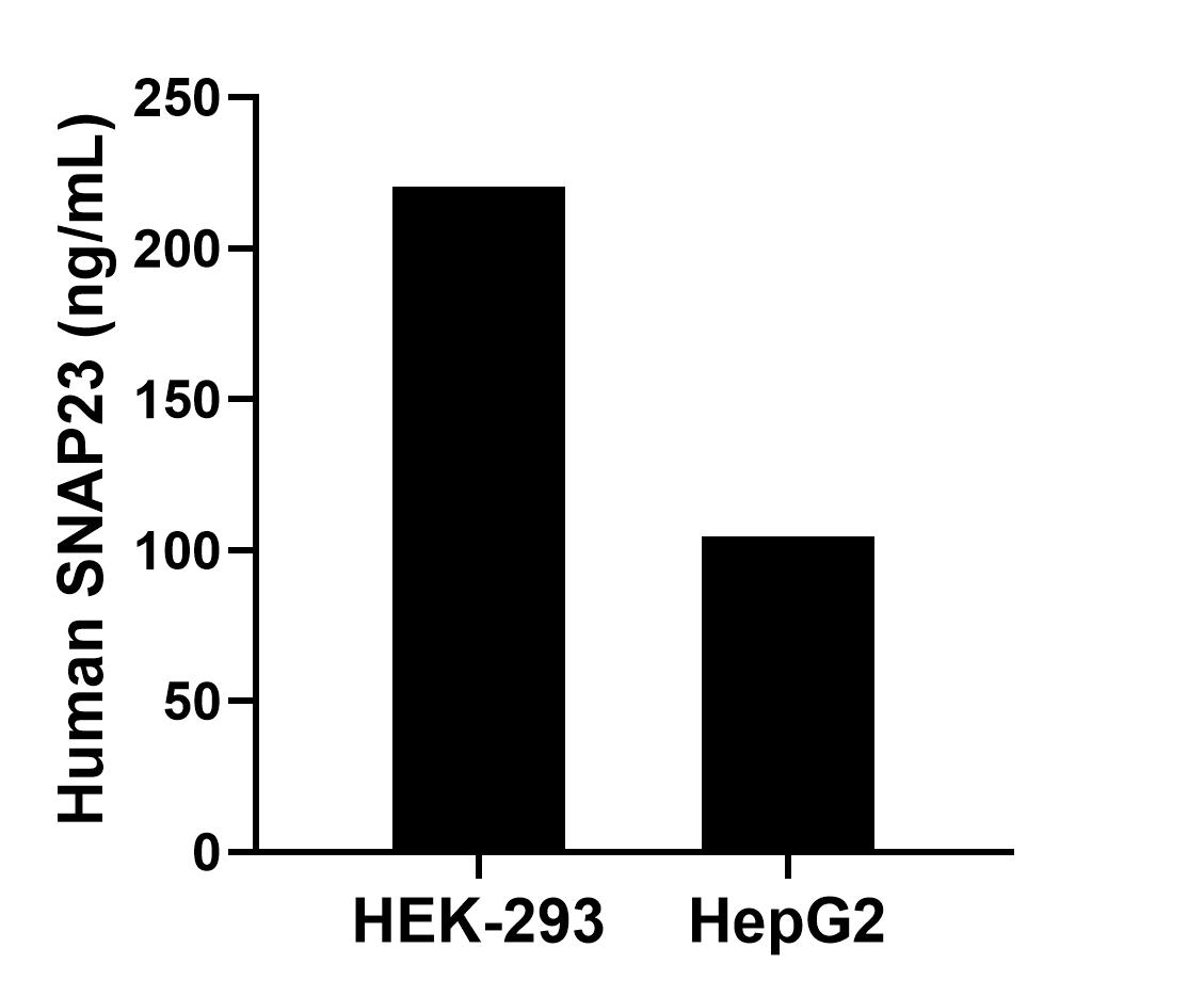 The mean SNAP23 concentration was determined to be 220.5 ng/mL in HEK-293 cell extract based on a 1.2 mg/mL extract load and 104.5 ng/mL in HepG2 cell extract based on a 1.2 mg/mL extract load. 