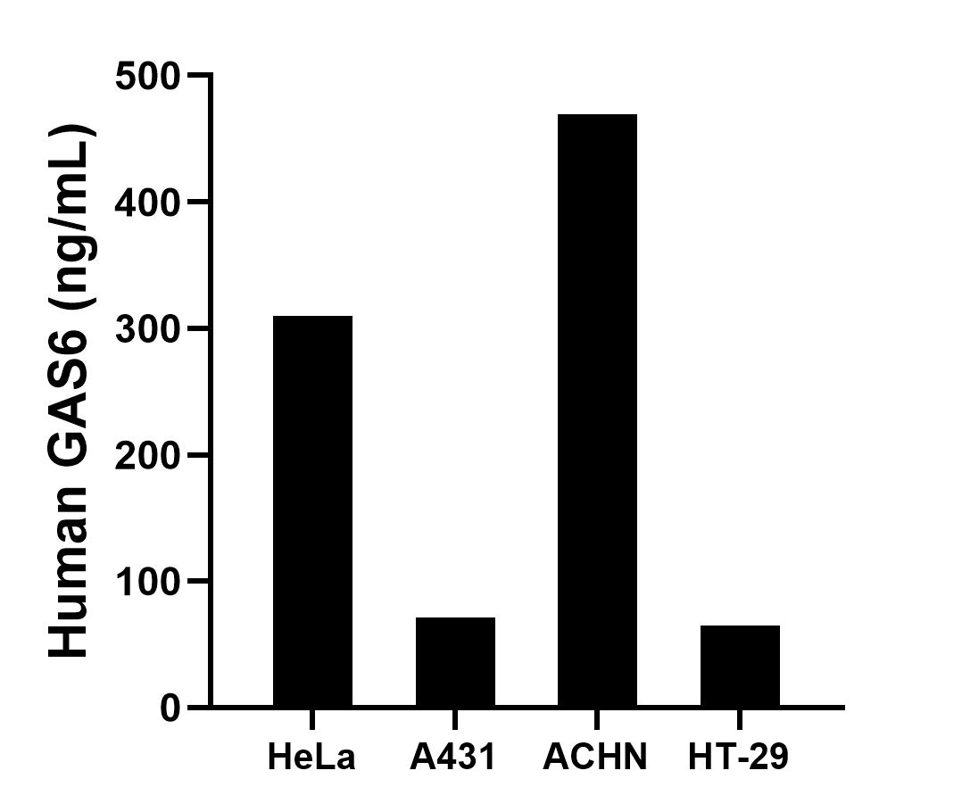 The mean GAS6 concentration was determined to be 310.0 ng/mL in HeLa cell extract based on a 1.2 mg/mL extract load, 71.3 ng/mL in A431 cell extract based on a 1.2 mg/mL extract load, 469.1 ng/mL in ACHN cell extract based on a 1.2 mg/mL extract load and 65.3 ng/mL in HT-29 cell extract based on a 1.1 mg/mL extract load. The mean GAS6 concentration was determined to be 310.0 ng/mL in HeLa cell extract based on a 1.2 mg/mL extract load, 71.3 ng/mL in A431 cell extract based on a 1.2 mg/mL extract load, 469.1 ng/mL in ACHN cell extract based on a 1.2 mg/mL extract load and 65.3 ng/mL in HT-29 cell extract based on a 1.1 mg/mL extract load.