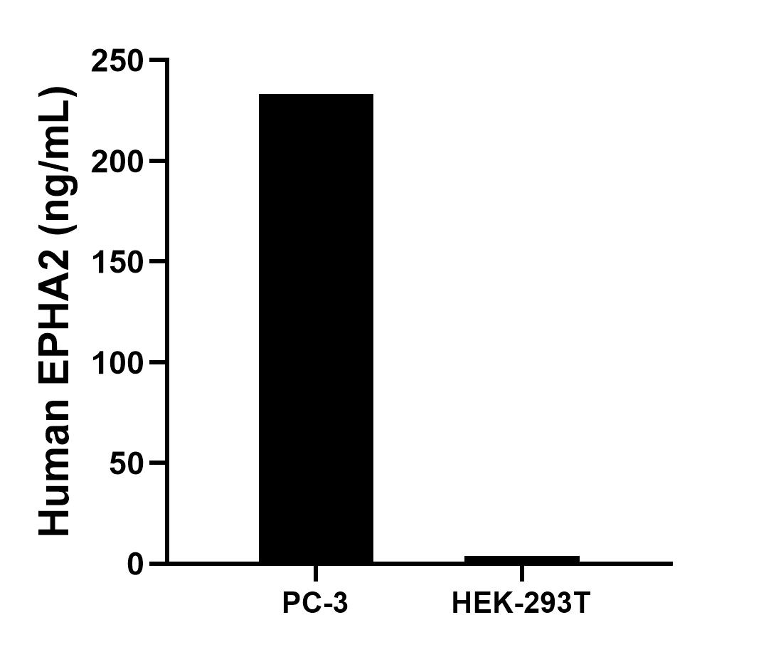 The mean EPHA2 concentration was determined to be 233.1 ng/mL in PC-3 cell extract based on a 1.5 mg/mL extract load and 4.0 ng/mL in HEK-293T cell extract based on a 1.2 mg/mL extract load. 