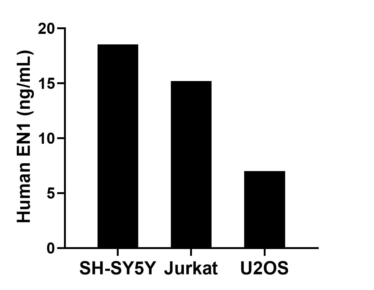 The mean EN1 concentration was determined to be 18.5 ng/mL in SH-SY5Y cell extract based on a 1.2 mg/mL extract load, 15.2 ng/mL in Jurkat cell extract based on a 1.2 mg/mL extract load and 7.0 ng/mL in U2OS cell extract based on a 1.2 mg/mL extract load. Sandwich ELISA sample test of MP03088-1