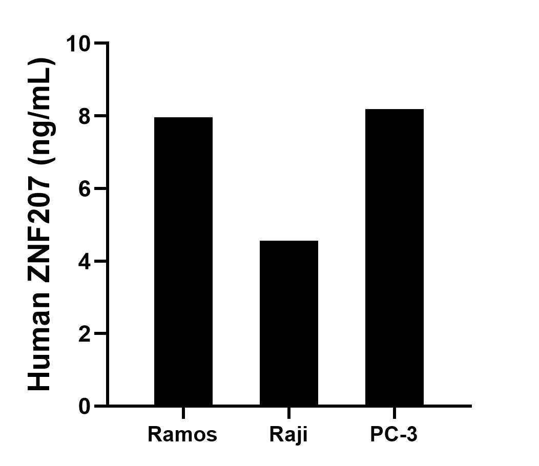 The mean ZNF207 concentration was determined to be 8.0 ng/mL in Ramos cell extract based on a 1.5 mg/mL extract load, 4.6 ng/mL in Raji cell extract based on a 1.2 mg/mL extract load and 8.2 ng/mL in PC-3 cell extract based on a 1.5 mg/mL extract load. The mean ZNF207 concentration was determined to be 8.0 ng/mL in Ramos cell extract based on a 1.5 mg/mL extract load, 4.6 ng/mL in Raji cell extract based on a 1.2 mg/mL extract load and 8.2 ng/mL in PC-3 cell extract based on a 1.5 mg/mL extract load.