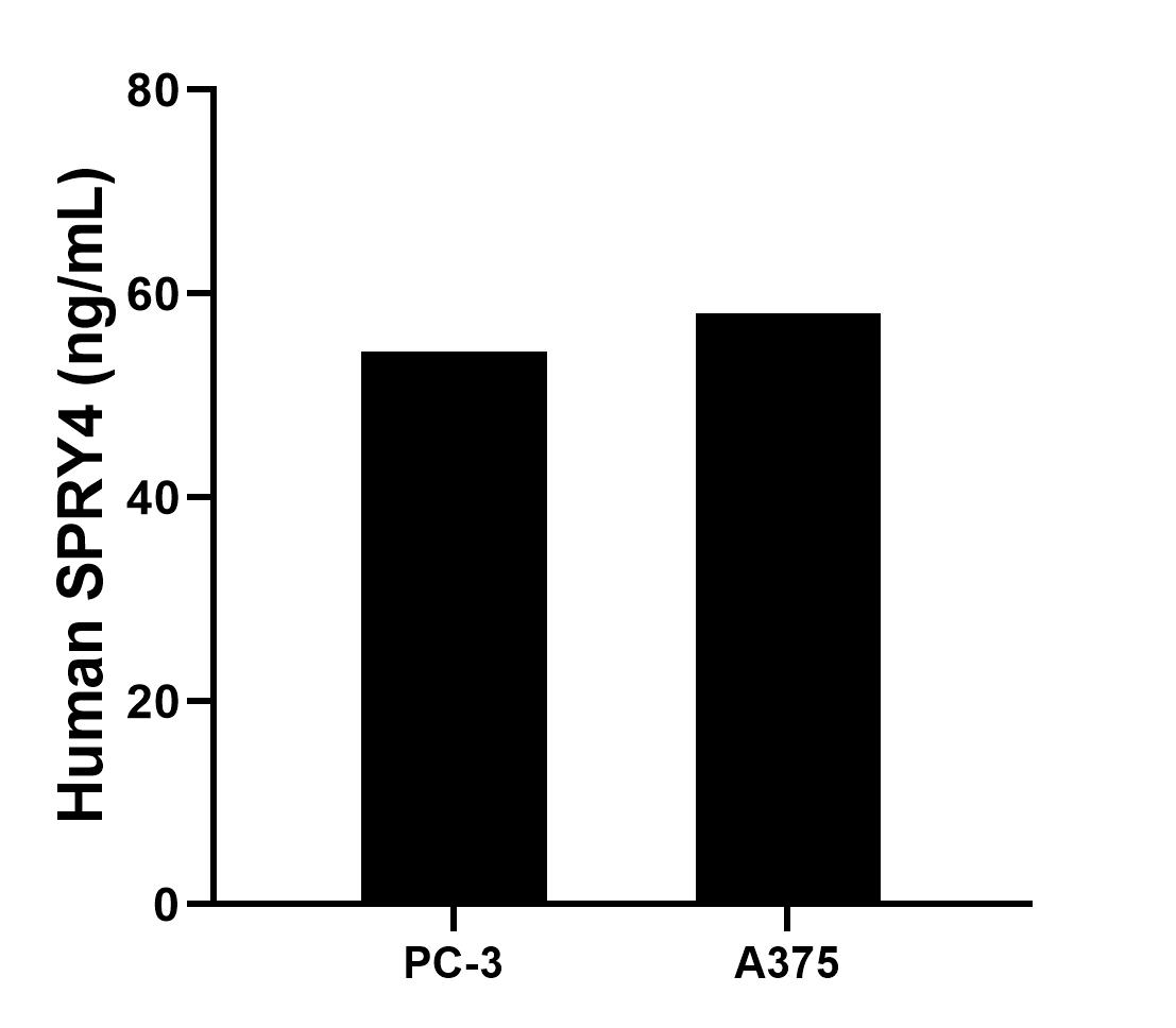 The mean SPRY4 concentration was determined to be 54.31 ng/mL in PC-3 cell extract based on a 1.2 mg/mL extract load and 58.09 ng/mL in A375 cell extract based on a 2.0 mg/mL extract load.