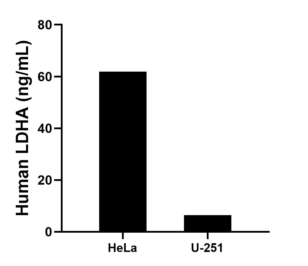The mean LDHA concentration was determined to be 61.9 ng/mL in HeLa cell extract based on a 1.2 mg/mL extract load and 6.4 ng/mL in U-251 cell extract based on a 1.2 mg/mL extract load. Sandwich ELISA sample test of MP03165-1