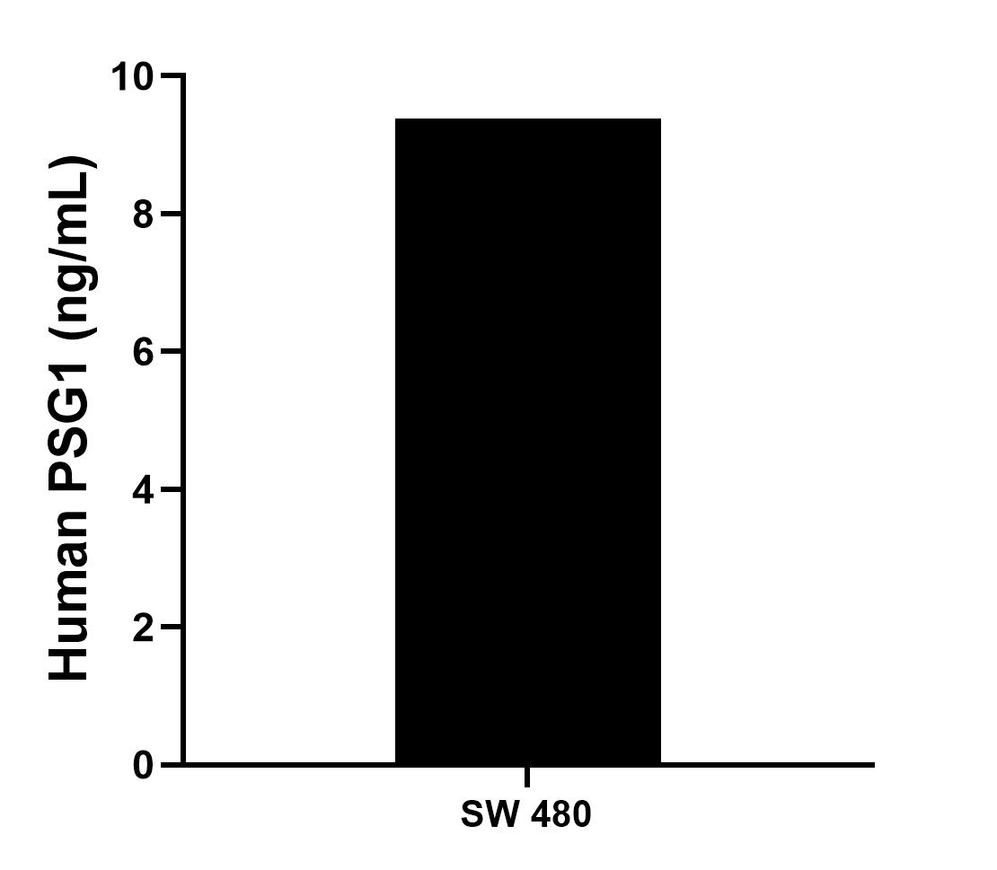 SW 480 cells were cultured in RPMI 1640 supplemented with 10% fetal bovine serum, 2 mM L-glutamine, 100 U/mL penicillin, and 100 μg/mL streptomycin sulfate. An aliquot of the culture supernatants were removed, assayed for levels of human PSG1, and measured 9.38 ng/mL.