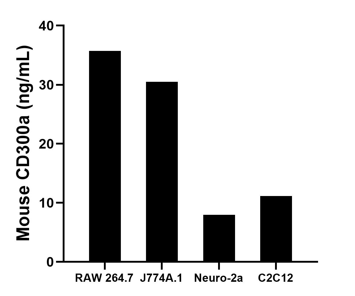 The mean CD300a concentration was determined to be 35.71 ng/mL in RAW 264.7 cell extract based on a 1.20 mg/mL extract load, 30.51 ng/mL in J774A.1 cell extract based on a 1.30 mg/mL extract load, 7.96 ng/mL in Neuro-2a cell extract based on a 1.20 mg/mL extract load and 11.16 ng/mL in C2C12 cell extract based on a 1.10 mg/mL extract load. The mean CD300a concentration was determined to be 35.71 ng/mL in RAW 264.7 cell extract based on a 1.20 mg/mL extract load, 30.51 ng/mL in J774A.1 cell extract based on a 1.30 mg/mL extract load, 7.96 ng/mL in Neuro-2a cell extract based on a 1.20 mg/mL extract load and 11.16 ng/mL in C2C12 cell extract based on a 1.10 mg/mL extract load.