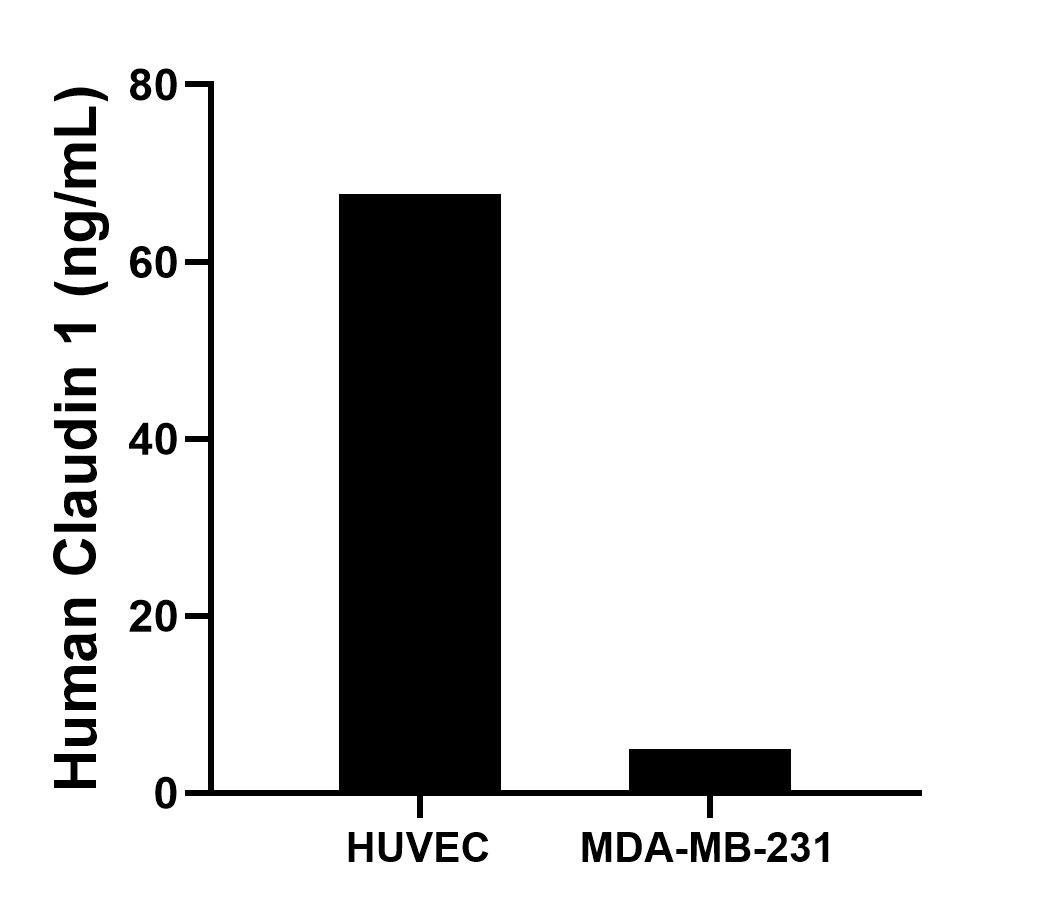 The mean Claudin 1 concentration was determined to be 67.6 ng/mL in HUVEC cell extract based on a 1.5 mg/mL extract load and 5.0 ng/mL in MDA-MB-231 cell extract based on a 1.2 mg/mL extract load. The mean Claudin 1 concentration was determined to be 67.6 ng/mL in HUVEC cell extract based on a 1.5 mg/mL extract load and 5.0 ng/mL in MDA-MB-231 cell extract based on a 1.2 mg/mL extract load.