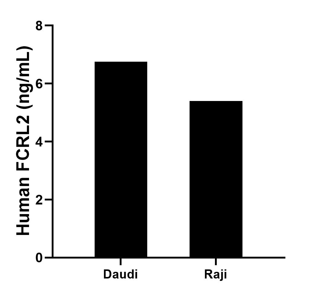 The mean FCRL2 concentration was determined to be 6.75 ng/mL in Daudi cell extract based on a 1.2 mg/mL extract load and 5.41 ng/mL in Raji cell extract based on a 1.2 mg/mL extract load.	