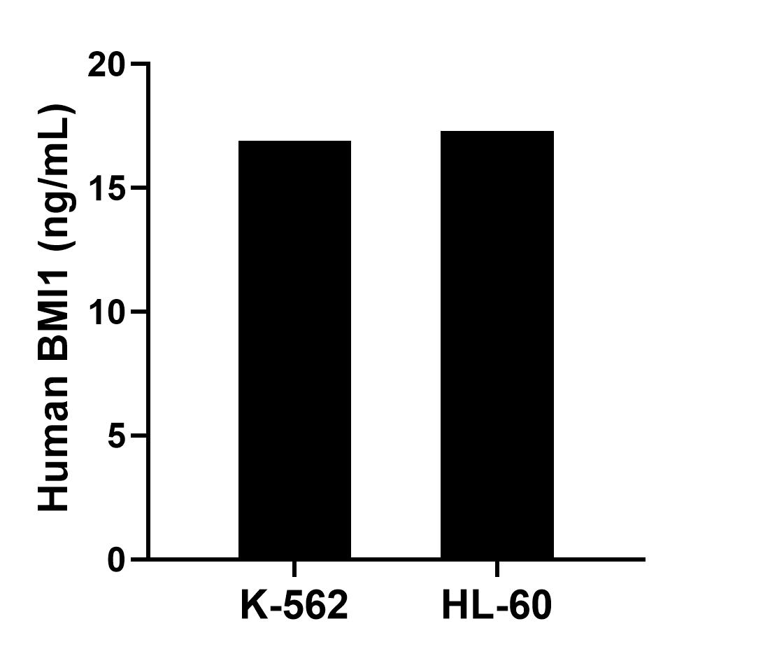 The mean BMI1 concentration was determined to be 16.90 ng/mL in K-562 cell extract based on a 1.20 mg/mL extract load and 17.30 ng/mL in HL-60 cell extract based on a 1.50 mg/mL extract load. The mean BMI1 concentration was determined to be 16.90 ng/mL in K-562 cell extract based on a 1.20 mg/mL extract load and 17.30 ng/mL in HL-60 cell extract based on a 1.50 mg/mL extract load.