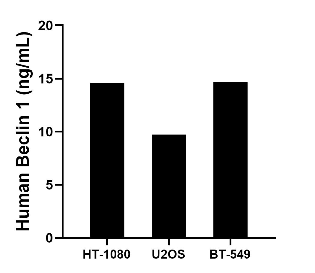 The mean Beclin 1 concentration was determined to be 14.6 ng/mL in HT-1080 cell extract based on a 1.2 mg/mL extract load, 9.7 ng/mL in U2OS cell extract based on a 1.2 mg/mL extract load and 14.6 ng/mL in BT-549 cell extract based on a 1.5 mg/mL extract load.