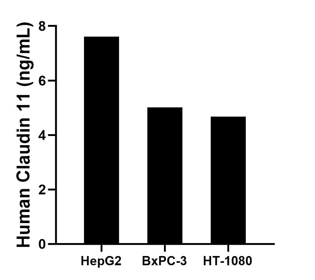 The mean Claudin 11 concentration was determined to be 7.61 ng/mL in HepG2 cell extract based on a 1.20 mg/mL extract load, 5.01 ng/mL in BxPC-3 cell extract based on a 1.20 mg/mL extract load and 4.67 ng/mL in HT-1080 cell extract based on a 1.50 mg/mL extract load.
