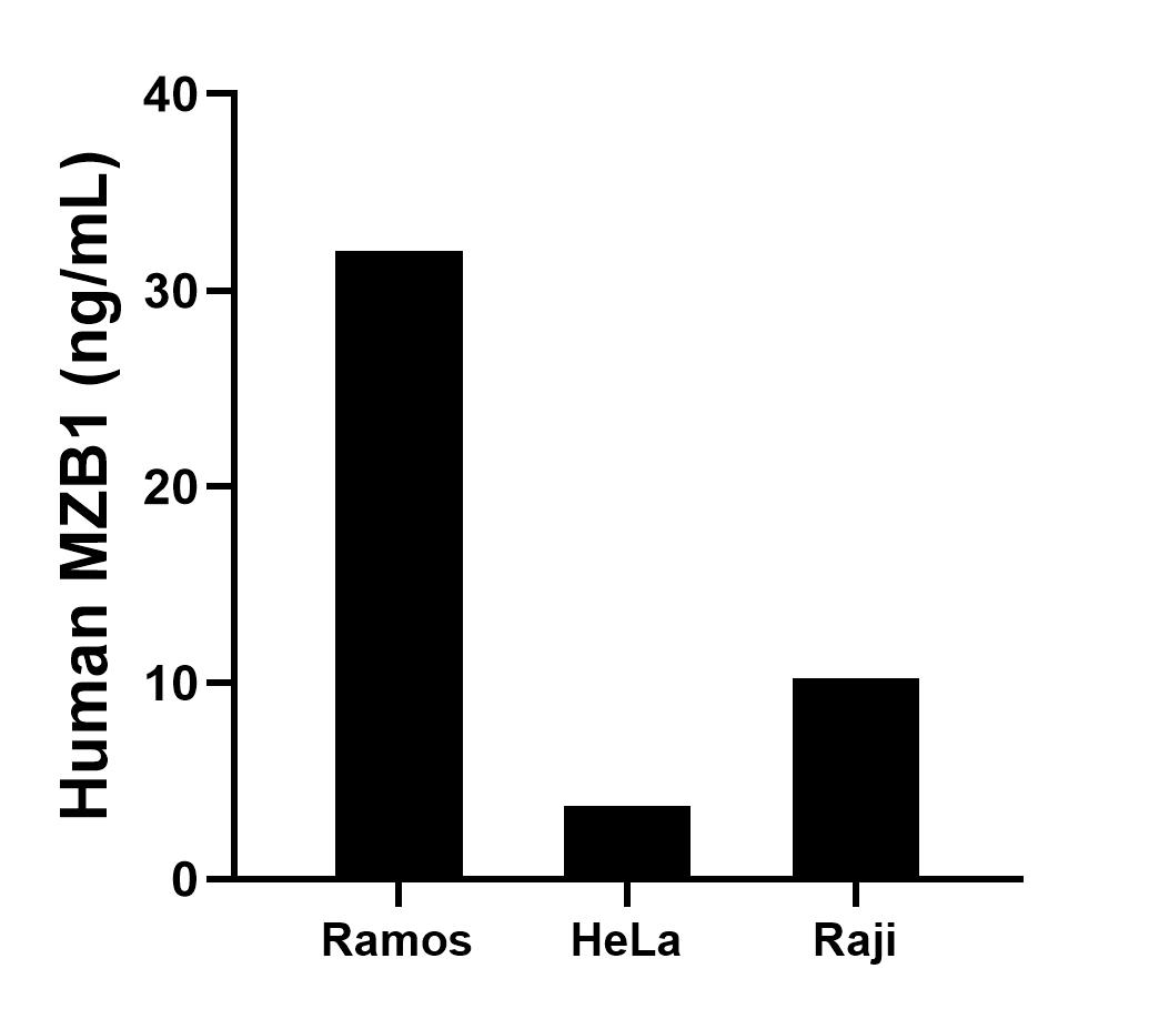 The mean MZB1 concentration was determined to be 32.02 ng/mL in Ramos cell extract based on a 1.20 mg/mL extract load, 3.72 ng/mL in HeLa cell extract based on a 1.20 mg/mL extract load and 10.25 ng/mL in Raji cell extract based on a 1.50 mg/mL extract load. The mean MZB1 concentration was determined to be 32.02 ng/mL in Ramos cell extract based on a 1.20 mg/mL extract load, 3.72 ng/mL in HeLa cell extract based on a 1.20 mg/mL extract load and 10.25 ng/mL in Raji cell extract based on a 1.50 mg/mL extract load.