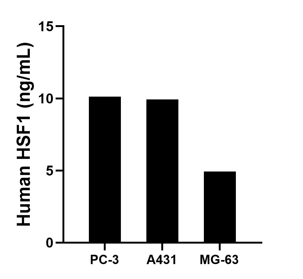 The mean HSF1 concentration was determined to be 10.13 ng/mL in PC-3 cell extract based on a 1.2 mg/mL extract load, 9.93 ng/mL in A431 cell extract based on a 1.5 mg/mL extract load and 4.92 ng/mL in MG-63 cell extract based on a 1.2 mg/mL extract load. The mean HSF1 concentration was determined to be 10.13 ng/mL in PC-3 cell extract based on a 1.2 mg/mL extract load, 9.93 ng/mL in A431 cell extract based on a 1.5 mg/mL extract load and 4.92 ng/mL in MG-63 cell extract based on a 1.2 mg/mL extract load.