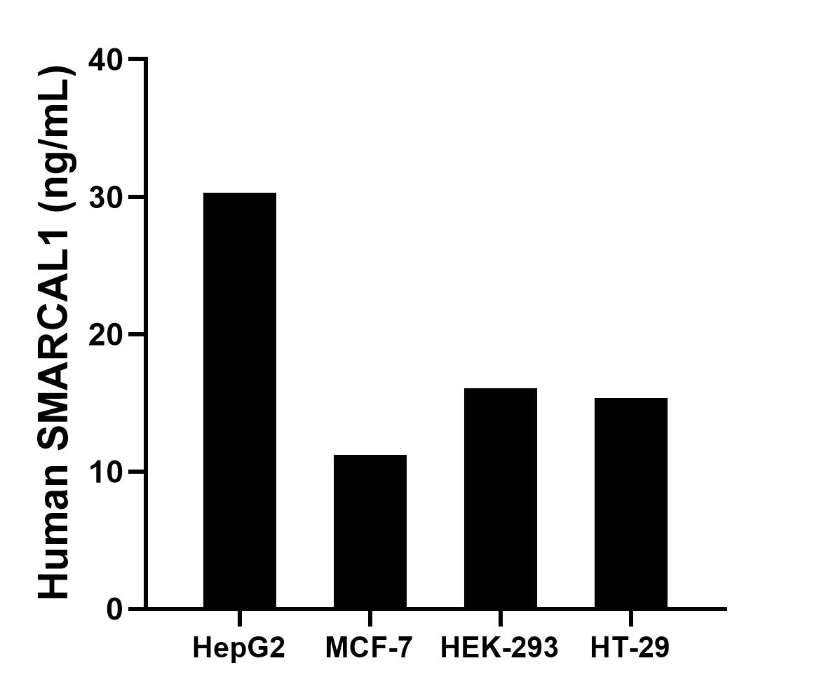 The mean SMARCAL1 concentration was determined to be 30.29 ng/mL in HepG2 cell extract based on a 1.20 mg/mL extract load, 11.21 ng/mL in MCF-7 cell extract based on a 1.50 mg/mL extract load, 16.06 ng/mL in HEK-293 cell extract based on a 1.50 mg/mL extract load and 15.34 ng/mL in HT-29 cell extract based on a 1.20 mg/mL extract load. The mean SMARCAL1 concentration was determined to be 30.29 ng/mL in HepG2 cell extract based on a 1.20 mg/mL extract load, 11.21 ng/mL in MCF-7 cell extract based on a 1.50 mg/mL extract load, 16.06 ng/mL in HEK-293 cell extract based on a 1.50 mg/mL extract load and 15.34 ng/mL in HT-29 cell extract based on a 1.20 mg/mL extract load.