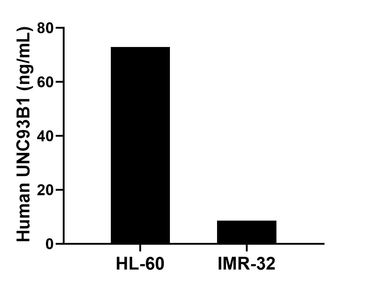 The mean UNC93B1 concentration was determined to be 72.87 ng/mL in HL-60 cell extract based on a 1.20 mg/mL extract load and 8.59 ng/mL in IMR-32 cell extract based on a 1.70 mg/mL extract load. The mean UNC93B1 concentration was determined to be 72.87 ng/mL in HL-60 cell extract based on a 1.20 mg/mL extract load and 8.59 ng/mL in IMR-32 cell extract based on a 1.70 mg/mL extract load.