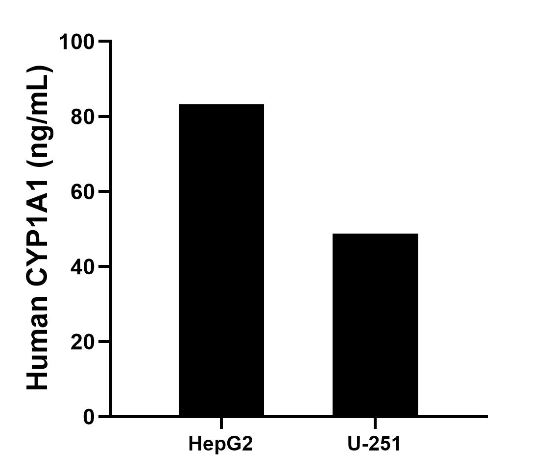 The mean CYP1A1 concentration was determined to be 83.23 ng/mL in HepG2 cell extract based on a 1.2 mg/mL extract load and 48.74 ng/mL in U-251 cell extract based on a 1.2 mg/mL extract load. The mean CYP1A1 concentration was determined to be 83.23 ng/mL in HepG2 cell extract based on a 1.2 mg/mL extract load and 48.74 ng/mL in U-251 cell extract based on a 1.2 mg/mL extract load.