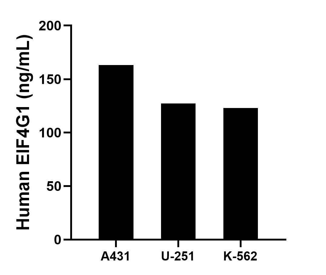The mean EIF4G1 concentration was determined to be 163.05 ng/mL in A431 cell extract based on a 1.20 mg/mL extract load, 127.26 ng/mL in U-251 cell extract based on a 1.20 mg/mL extract load and 123.04 ng/mL in K-562 cell extract based on a 1.20 mg/mL extract load. The mean EIF4G1 concentration was determined to be 163.05 ng/mL in A431 cell extract based on a 1.20 mg/mL extract load, 127.26 ng/mL in U-251 cell extract based on a 1.20 mg/mL extract load and 123.04 ng/mL in K-562 cell extract based on a 1.20 mg/mL extract load.