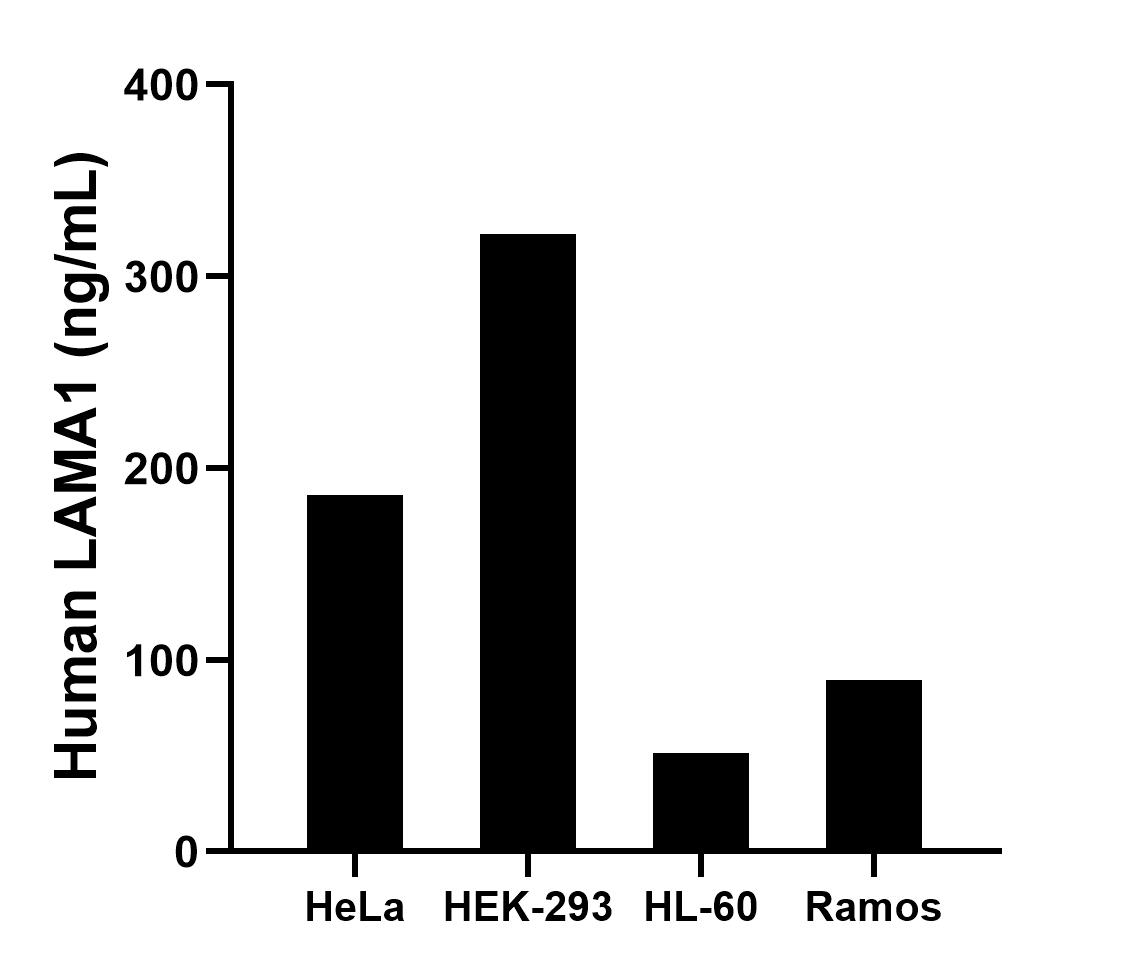 The mean LAMA1 concentration was determined to be 185.90 ng/mL in HeLa cell extract based on a 1.2 mg/mL extract load, 322.20 ng/mL in HEK-293 cell extract based on a 1.2 mg/mL extract load, 51.40 ng/mL in HL-60 cell extract based on a 1.2 mg/mL extract load and 89.40 ng/mL in Ramos cell extract based on a 2.3 mg/mL extract load.	
