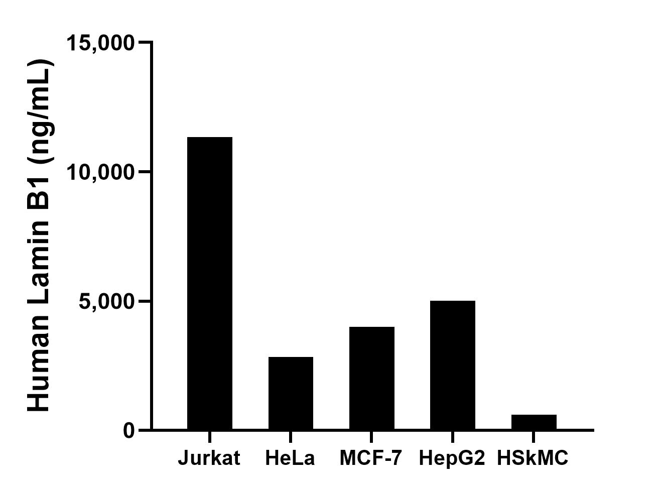 The mean Lamin B1 concentration was determined to be 11,341.80 ng/mL in Jurkat cell extract based on a 1.20 mg/mL extract load, 2,829.10 ng/mL in HeLa cell extract based on a 1.20 mg/mL extract load, 4,001.74 ng/mL in MCF-7 cell extract based on a 1.20 mg/mL extract load, 5,016.52 ng/mL in HepG2 cell extract based on a 1.20 mg/mL extract load and 604.05 ng/mL in HSkMC cell extract based on a 1.20 mg/mL extract load. The mean Lamin B1 concentration was determined to be 11,341.80 ng/mL in Jurkat cell extract based on a 1.20 mg/mL extract load, 2,829.10 ng/mL in HeLa cell extract based on a 1.20 mg/mL extract load, 4,001.74 ng/mL in MCF-7 cell extract based on a 1.20 mg/mL extract load, 5,016.52 ng/mL in HepG2 cell extract based on a 1.20 mg/mL extract load and 604.05 ng/mL in HSkMC cell extract based on a 1.20 mg/mL extract load.