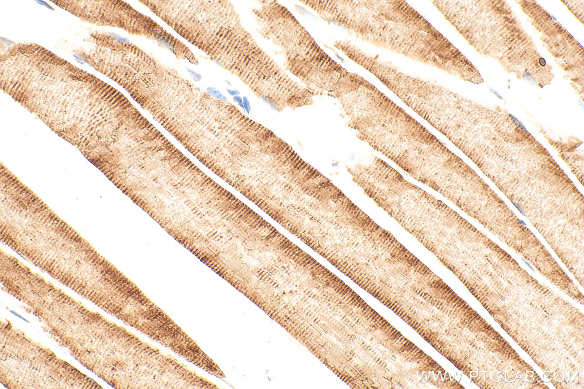 IHC staining of mouse skeletal muscle using 33909-1-AP (same clone as 33909-1-PBS) IHC staining of mouse skeletal muscle using 33909-1-AP (same clone as 33909-1-PBS)