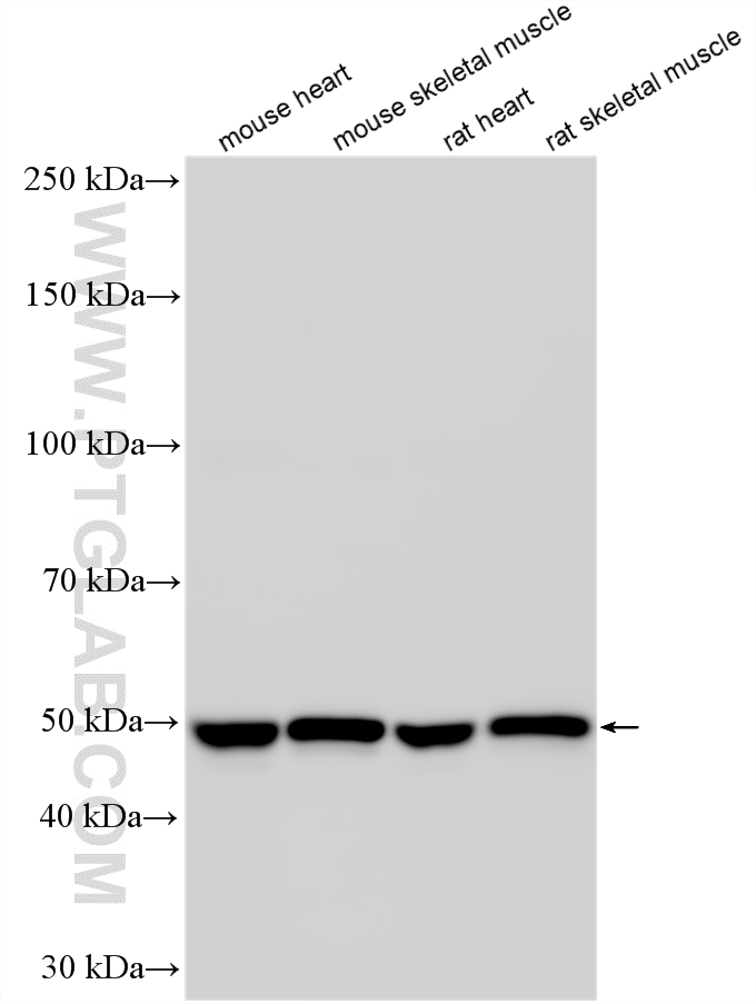 WB analysis using 33909-1-AP (same clone as 33909-1-PBS) WB analysis using 33909-1-AP (same clone as 33909-1-PBS)