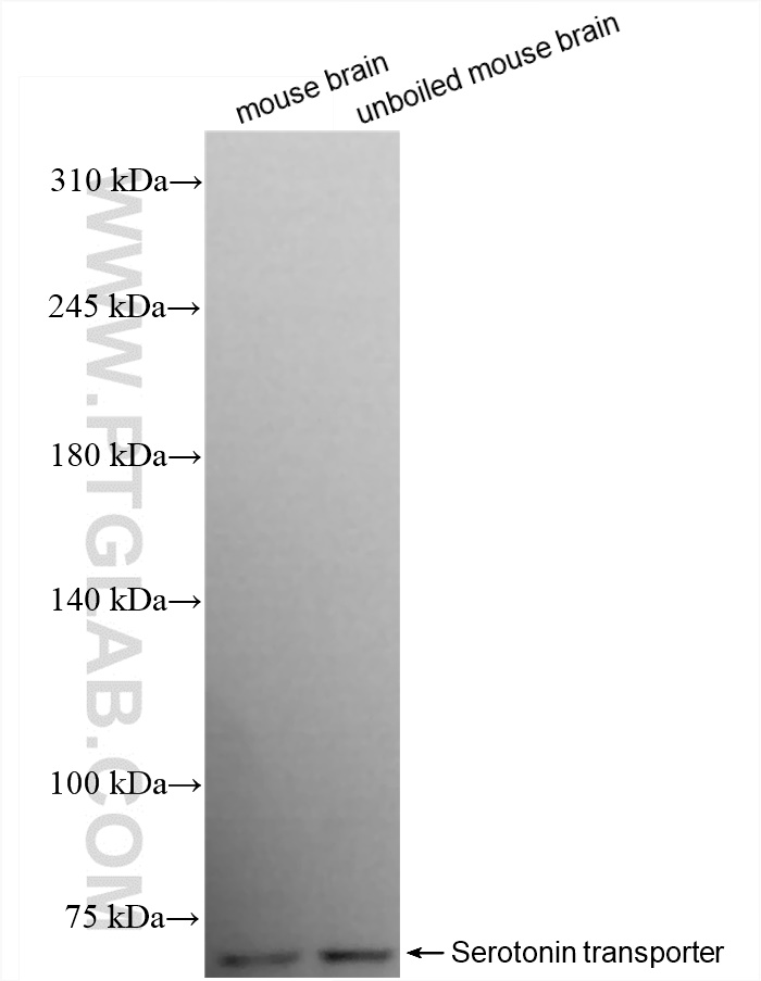 WB analysis using 84844-3-RR