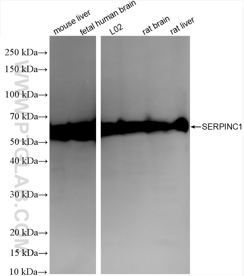 WB analysis using 86067-4-RR