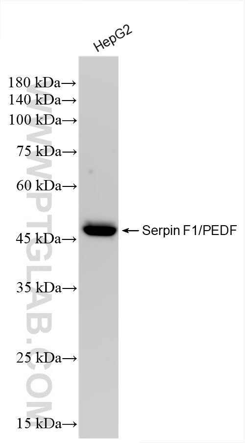 WB analysis of HepG2 using 84685-3-RR
