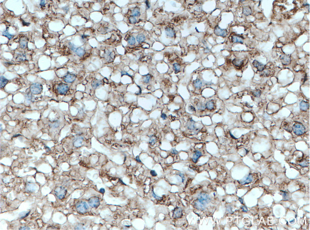 IHC staining of mouse liver using 55480-1-AP