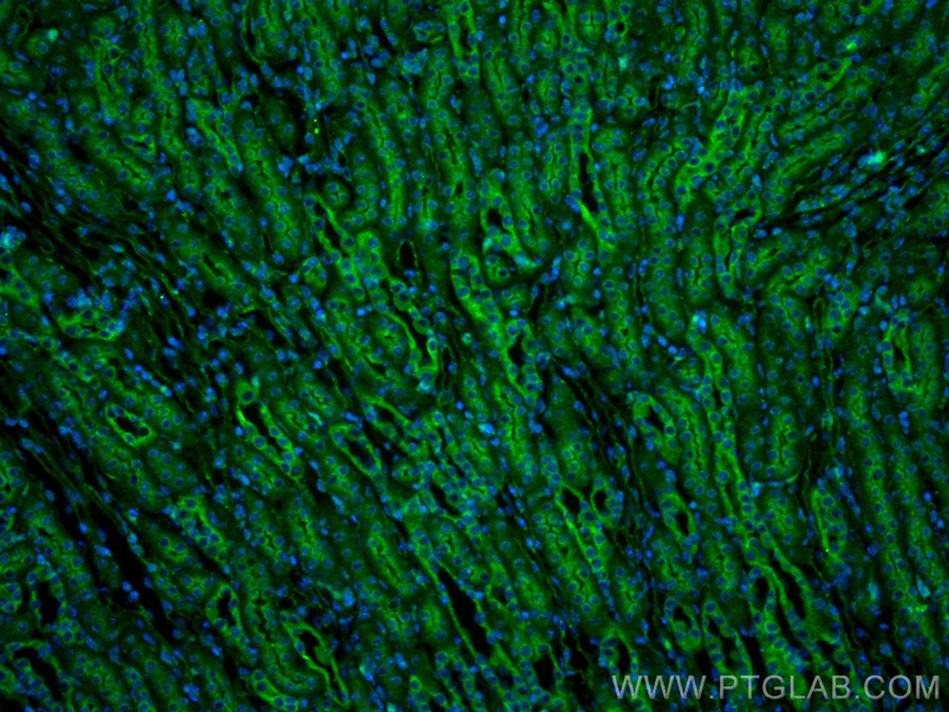 IF Staining of mouse kidney using 10795-1-AP