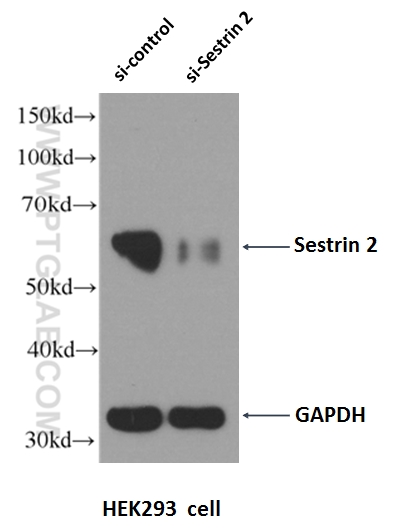 WB analysis of HEK-293 using 10795-1-AP