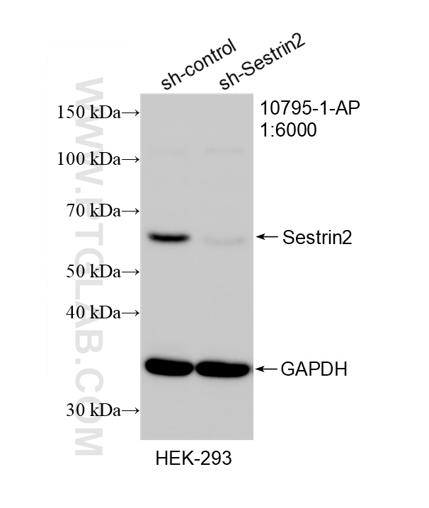 WB analysis of HEK-293 using 10795-1-AP
