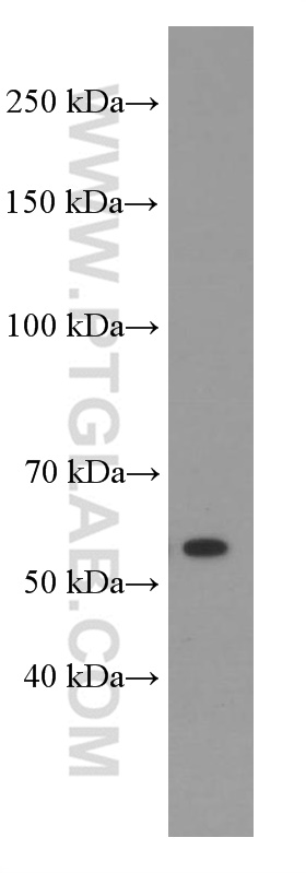 WB analysis of HeLa using 66297-1-Ig