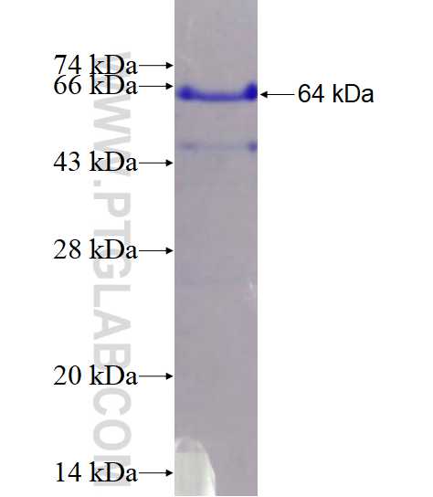 Sestrin2 fusion protein Ag1247 SDS-PAGE