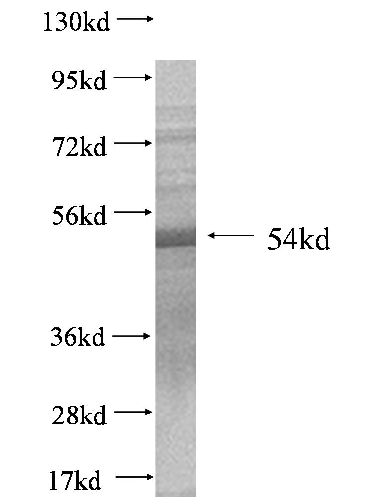 Sf3b3 fusion protein Ag0544 SDS-PAGE Sf3b3 fusion protein Ag0544 SDS-PAGE