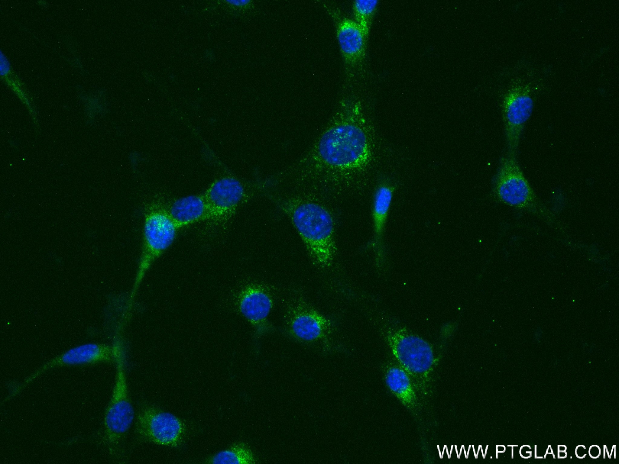 IF Staining of NIH/3T3 using 83280-1-RR