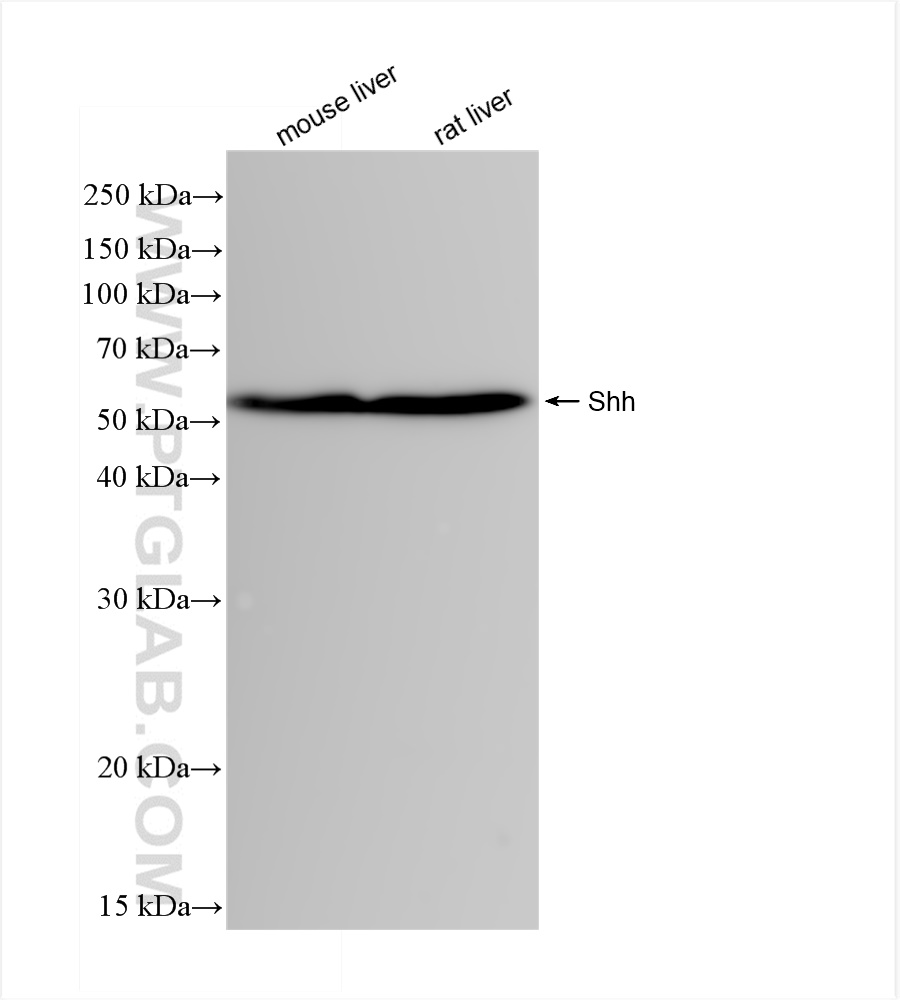WB analysis using 83280-1-RR