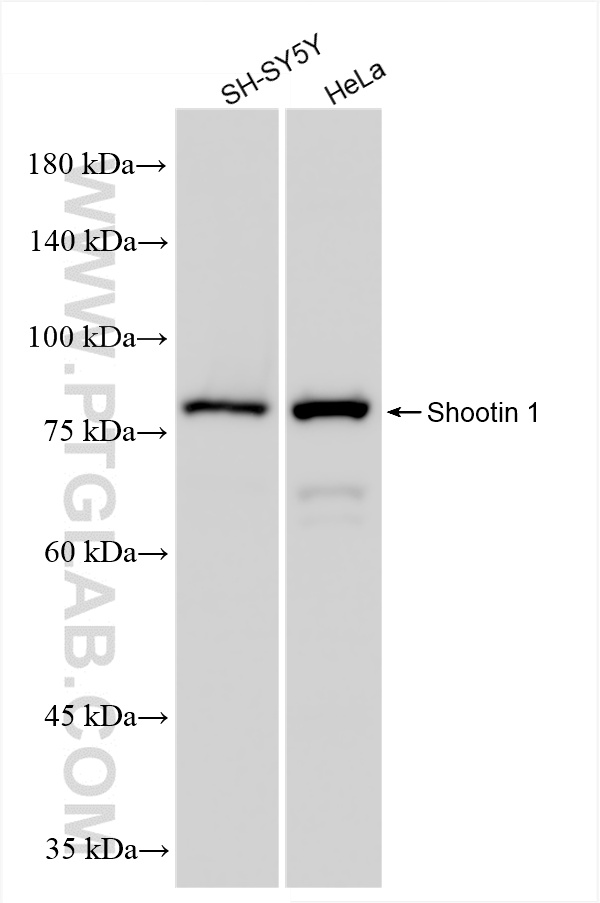 WB analysis using 86541-2-RR