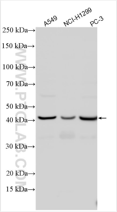 WB analysis of A549 using 28594-1-AP