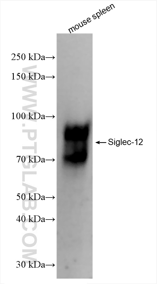 WB analysis of mouse spleen using 84790-2-RR (same clone as 84790-2-PBS)