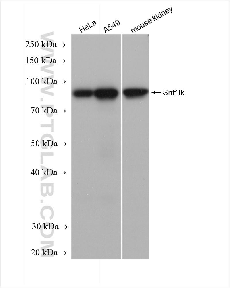 WB analysis using 82851-3-RR (same clone as 82851-3-PBS)