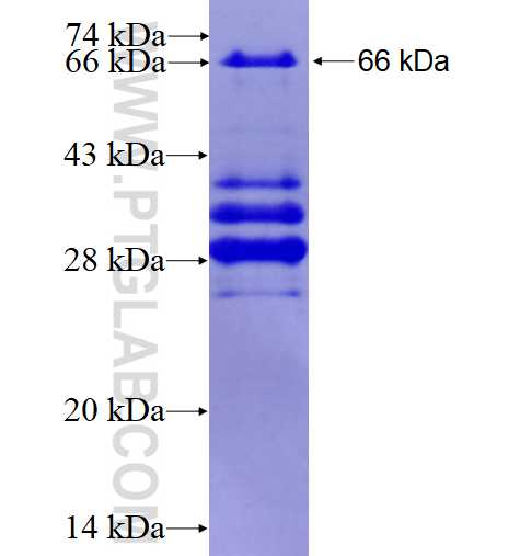 Snf1lk fusion protein Ag3913 SDS-PAGE