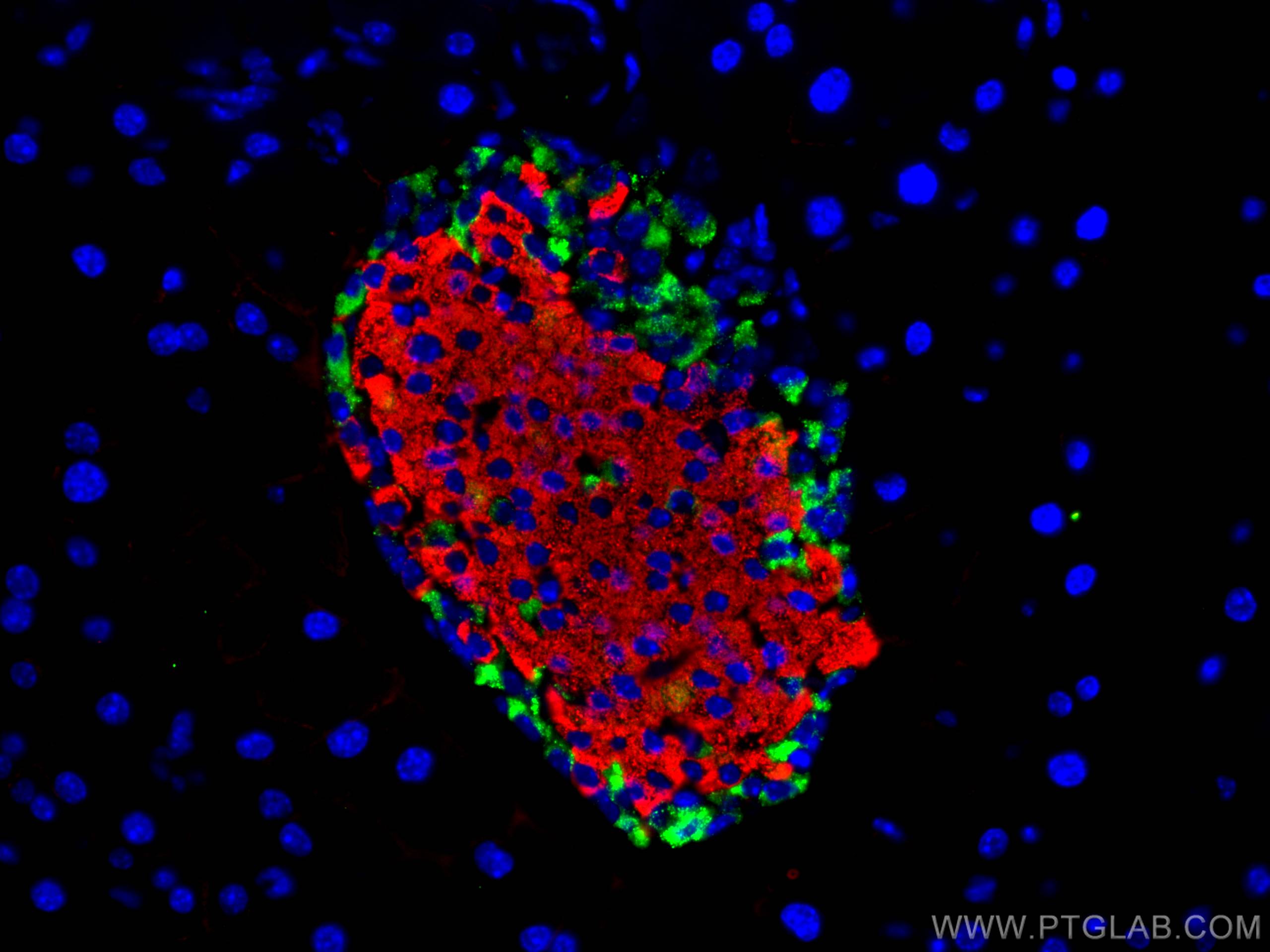 IF Staining of mouse pancreas using 24496-1-AP